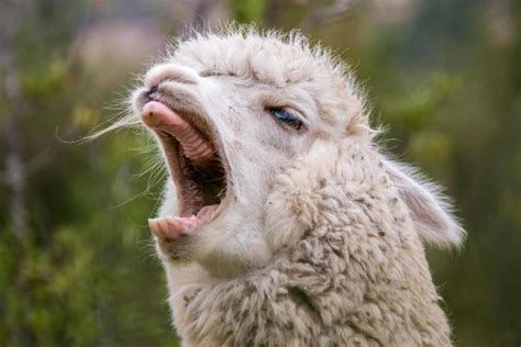 Why Do Llamas Spit? - Exploring the Why and How of this Unique Behavior