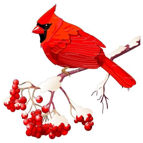 Cardinal Winter Cliparts | Free Download Clip Art | Free Clip Art | on ...