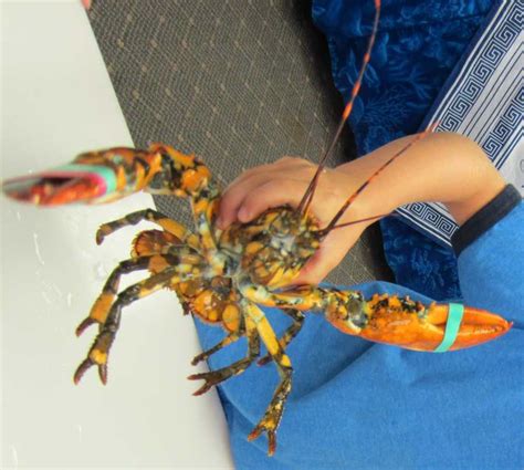 Photos: Rare calico lobster caught