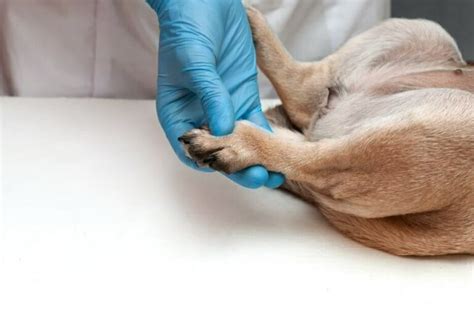 Interdigital Cysts In Dogs - Causes, Treatment And Prevention Tips - The Goody Pet