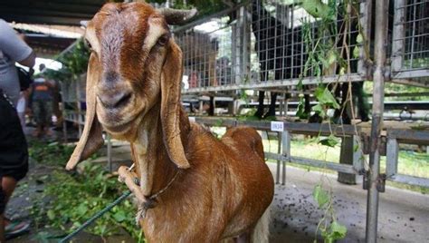 Kambing Jawa Randu, Kambing Peranakan Penghasil Daging Berkualitas – Star Farm International