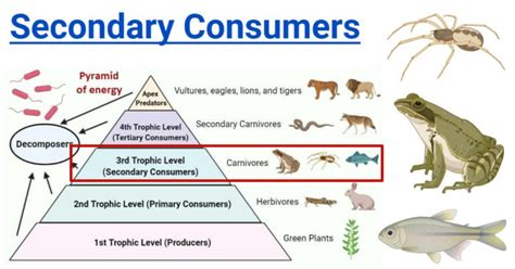 Secondary Consumers: Types, Food Chain, Examples, Roles