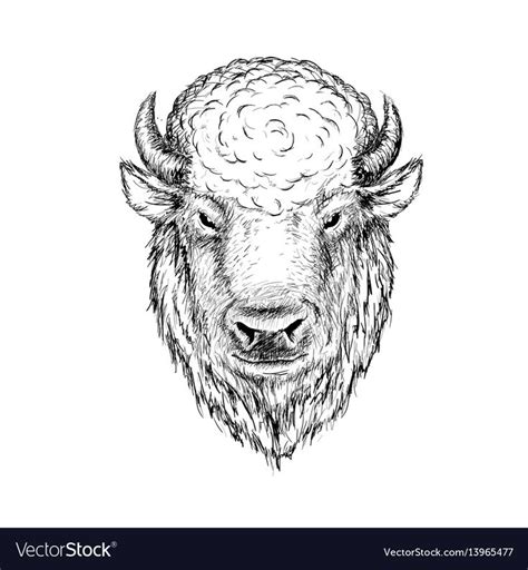 Head of buffalo vector image on VectorStock | Buffalo tattoo, How to draw hands, Bison tattoo