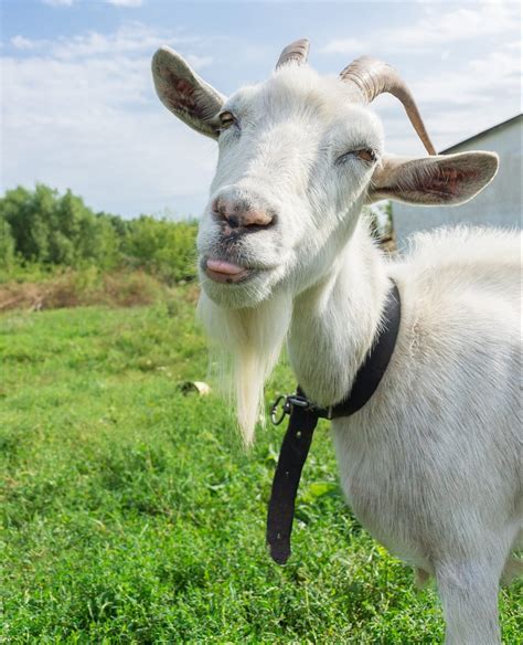 Goat Horns ~ What to Know about Horned Goats - Rural Living Today