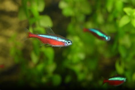 Cardinal Tetra - The Care, Feeding, and Breeding of Cardinal Tetras - Aquarium Tidings