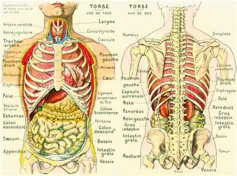 1912 Corps Humain Anatomie Torse Visceres par sofrenchvintage