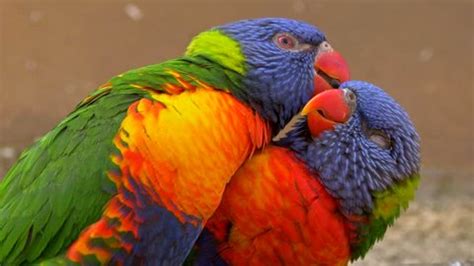 Rainbow kiss Stock Video Footage - 4K and HD Video Clips | Shutterstock