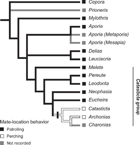 Wolbachia endosymbiont of Pereute charops | Semantic Scholar