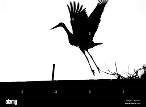 silhouette of a flying stork Stock Photo - Alamy