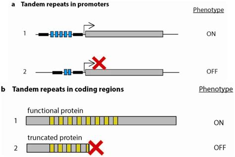 Genes | Free Full-Text | Beyond Junk-Variable Tandem Repeats as Facilitators of Rapid Evolution ...