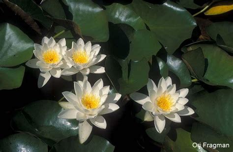 Nymphaea alba - medicinal and other uses