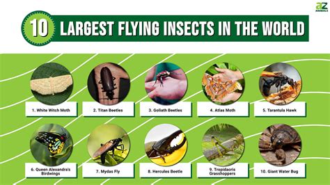 10 of the Largest Flying Insects in the World - A-Z Animals