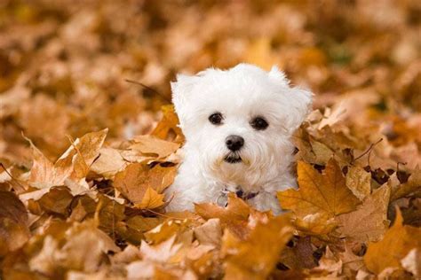 Maltese Dog Names: Hundreds Of Cute Male & Female Names