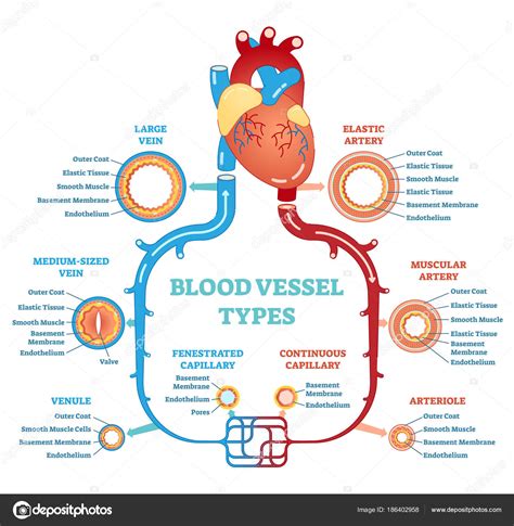 Blood Vessel Diagram Label