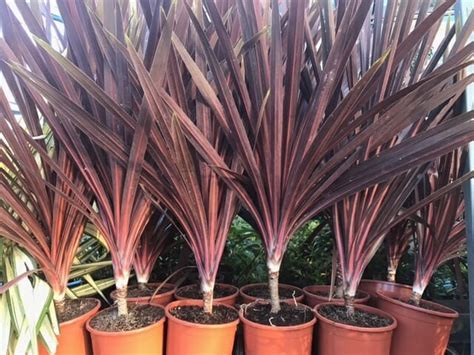 Cordyline Red Star 10" Pot - Hello Hello Plants & Garden Supplies