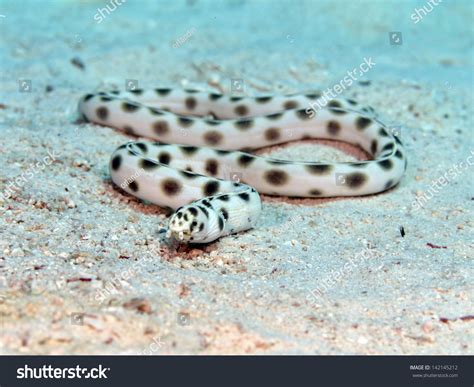 Spotted Snake Eel Red Sea Stock Photo 142145212 | Shutterstock