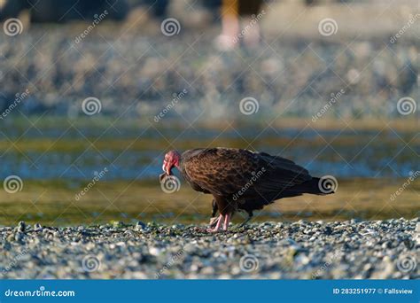 Turkey Vulture Feeding at Seaside Beach Stock Image - Image of bird ...