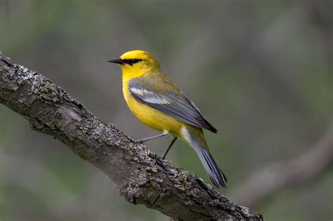 Blue-winged Warbler (male) – Jeremy Meyer Photography