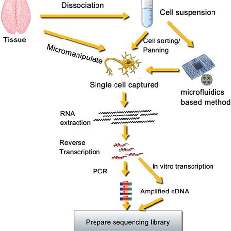 1 Overview of single-cell RNA sequencing The basic components of... | Download Scientific Diagram