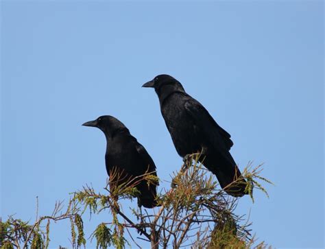 Crows & Ravens | Outside My Window