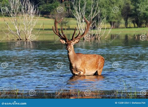 Deer in water stock photo. Image of horns, natural, coolness - 13281254