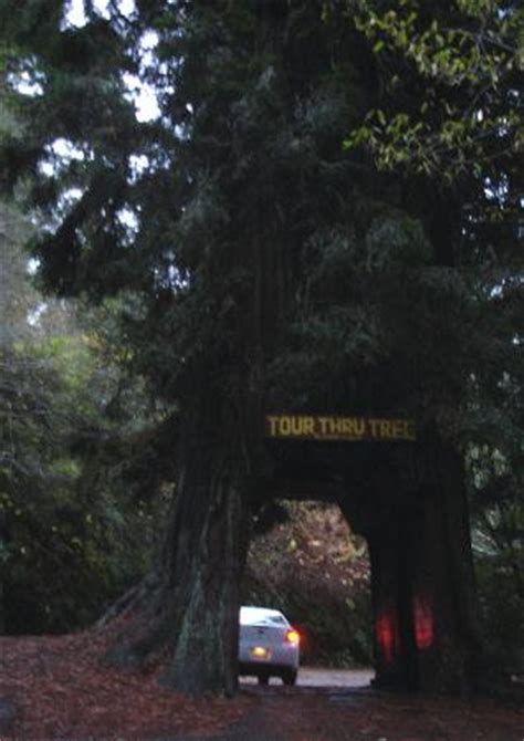 Tour-Through Tree (Klamath) - 2021 All You Need to Know BEFORE You Go ...