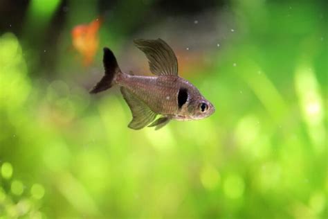 Black Phantom Tetra 101: Breeding Guide, Care, & Disease