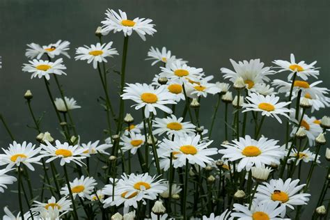 Free Images : nature, white, field, meadow, flower, petal, herb, botany, flora, wildflower ...
