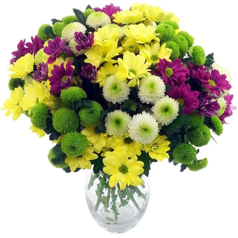 Chrysanthemum Craze Fresh Flower Bouquet | Beautiful Chrysanthemum Flowers for Next Day Delivery