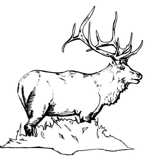 Elk Coloring Pages - Best Coloring Pages For Kids