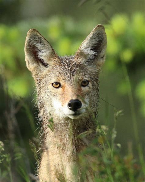 Coyotes, which have been around for at least a million years, have ...