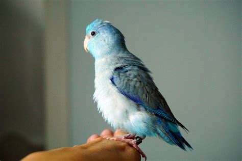 8 Top Blue Parrot Species to Keep as Pets