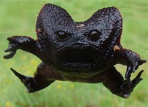 714 best images about Frogs/Toads/Creepy Crawlys on Pinterest | White trees, Madagascar and Frog ...