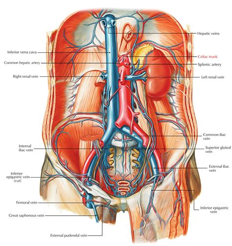 Celiac Trunk | Anatomy models labeled, Medical anatomy, Arteries anatomy