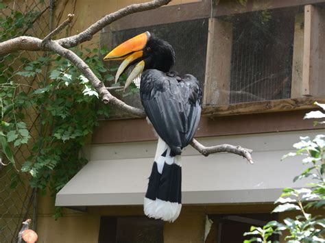 The Online Zoo - Rhinoceros Hornbill