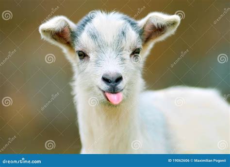 Funny goat stock photo. Image of farming, horn, farm - 19062606