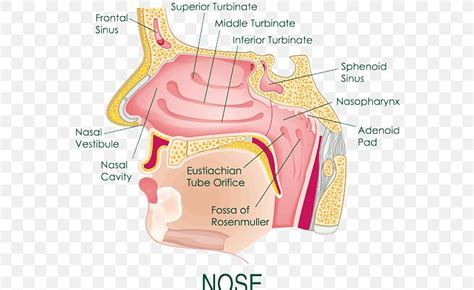 Anatomy Of The Human Nose Nasal Cavity Diagram, PNG, 575x503px ...