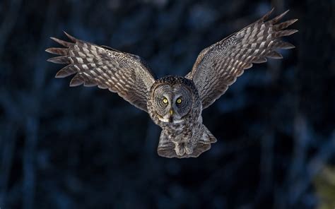 Owl Flying Wallpaper (66+ images)