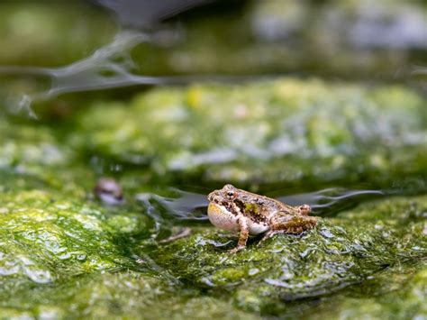 Cricket Frog in Algae | Smithsonian Photo Contest | Smithsonian Magazine