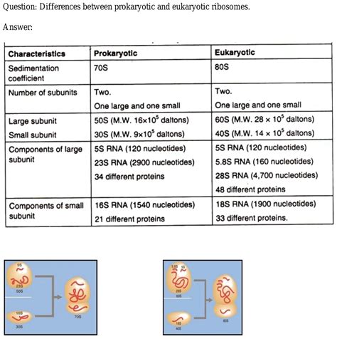 Difference between prokaryotic ribosome and eukaryotic ribosome