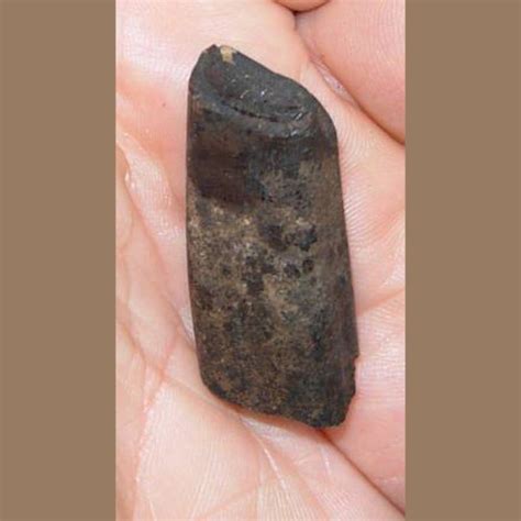 Sloth Tooth Fossil - Fossils & Artifacts for Sale | Paleo Enterprises