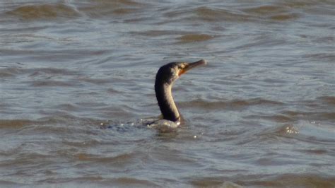 Cormorants swimming and diving in water - YouTube