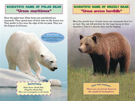 Polar Bear Vs Grizzly Bear Size Comparison