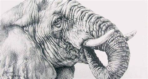 Inspiring Pencil Drawings Of Animals [Realism Art In 2022]