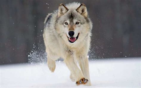 What Are Wolf Predators? - Joy of Animals