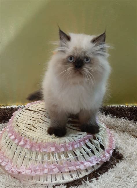 Buy Best Himalayan kitten for sale in Delhi from Majestic Kittens.