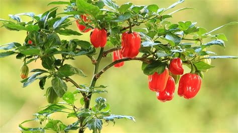 Habanero Plant: 8 Steps to Growing Habanero Peppers - 2025 - MasterClass