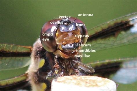 [DIAGRAM] Labelled Diagram Of Mouth Part Of Butterfly - MYDIAGRAM.ONLINE