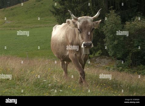 Swiss brown cow with intact horns on Flumserberg, Swiss Alps Stock Photo - Alamy