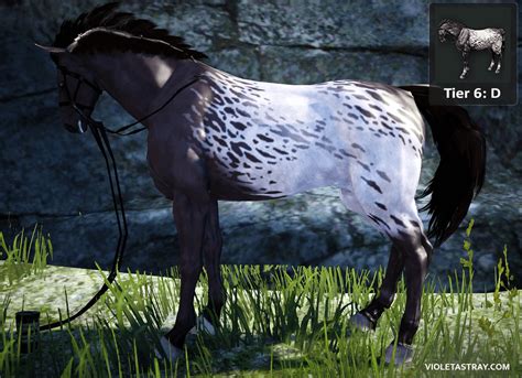 BDO Horse Catalog - See What Horses Really Look Like! – Violet Astray